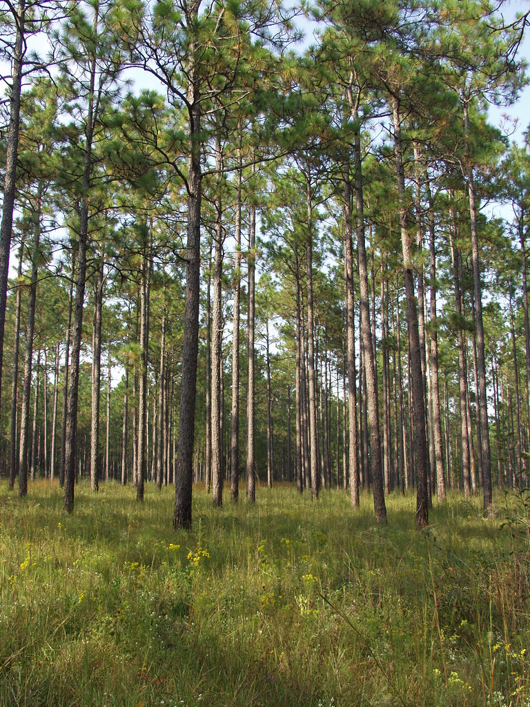 Open longleaf pine forest with native understory